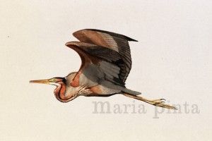 05garza imperial adecagua