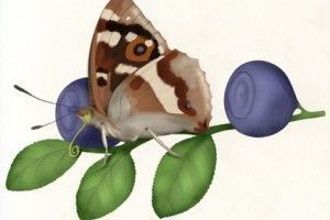 apatura_iris