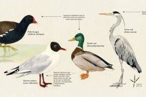 Aves y mamíferos en el Corredor del río Ara