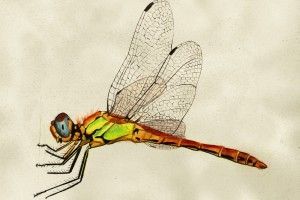 libelula
