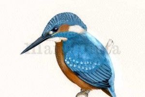 martin pescador (alcedo atthis)