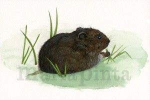 Rata de agua (Arvicola Sapidus)